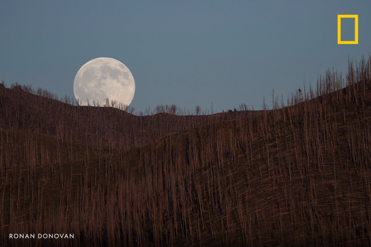 NatGeo's tweet photo. A full moon over Montana's Greater Yellowstone Ecosystem https://t.co/LBbNaAcZ1z