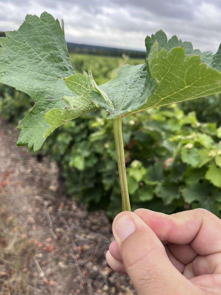 GuillDelanoue's tweet photo. Quizz vigne !
Pour changer des maladies cryptogamiques…
Qu’est-il arrivé à cette feuille ?
Sondage dans le tweet suivant.
Cépage Chenin pour @comagri_france :) https://t.co/Nr2OCwSS8T