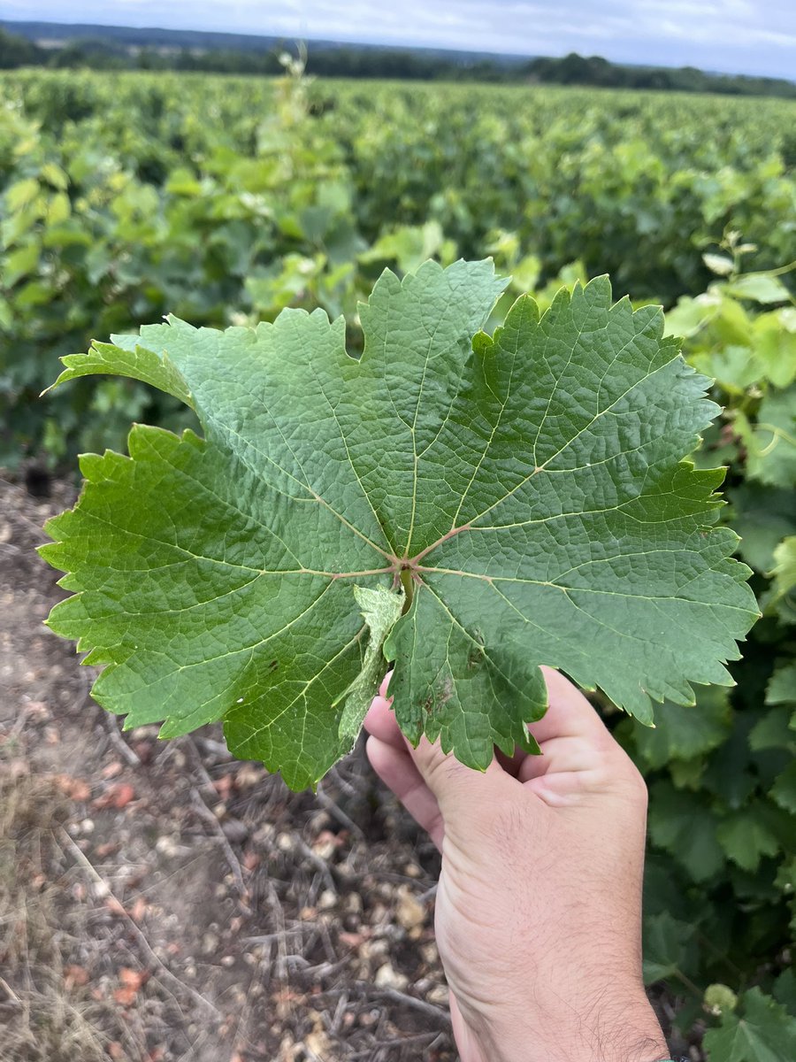 GuillDelanoue's tweet photo. Quizz vigne !
Pour changer des maladies cryptogamiques…
Qu’est-il arrivé à cette feuille ?
Sondage dans le tweet suivant.
Cépage Chenin pour @comagri_france :) https://t.co/Nr2OCwSS8T