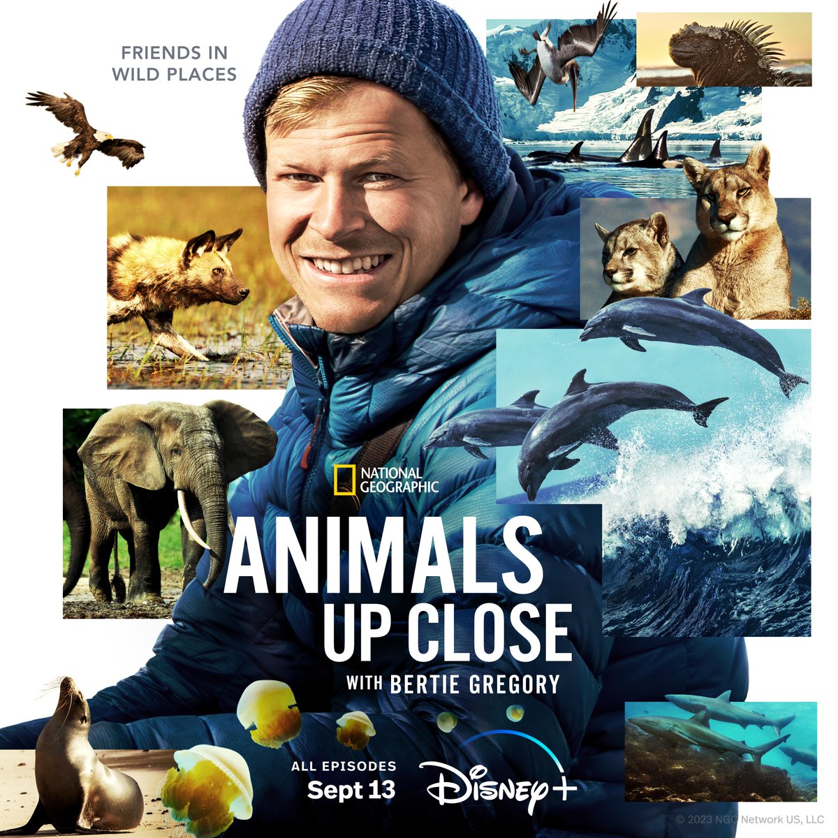 NatGeoTV's tweet photo. The journey wasn't easy, but for @bertiegregory, the best wildlife stories rarely are. Don't miss #AnimalsUpClose With Bertie Gregory, an Original series streaming September 13 on @DisneyPlus. https://t.co/JAMmoXRSQr