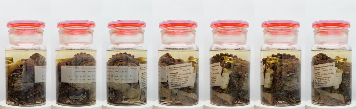 Nat_SCA's tweet photo. New blog out today all about the work going on @NHM_Unlocked to prepare for the move of millions of specimens https://t.co/JY5x665RsQ https://t.co/5j6lfvONTT
