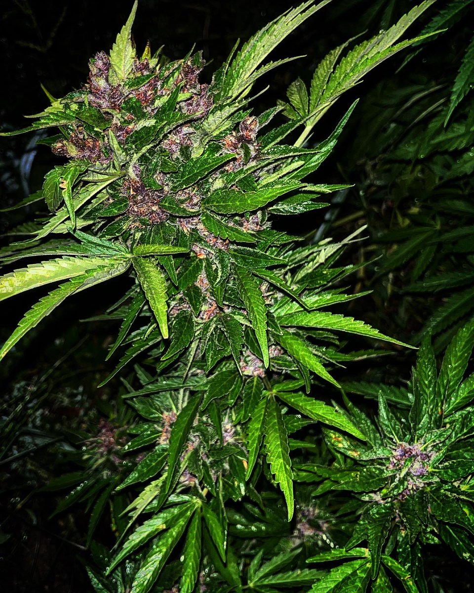 teebeedeefarms's tweet photo. Grabbed some early morning shots of our outdoor autos today ☀️ Sprouted and grown completely #inground , I haven’t had to do a single thing but watch them perform 🤩
Vanilla Latte, Squirt 🧬 @HumboldtSeed
Purple Thai x Green Crack 🧬 @ExclusivGenetix
🍁TeeBeeDee man…TBD🍁 https://t.co/Abb3FCcWxA