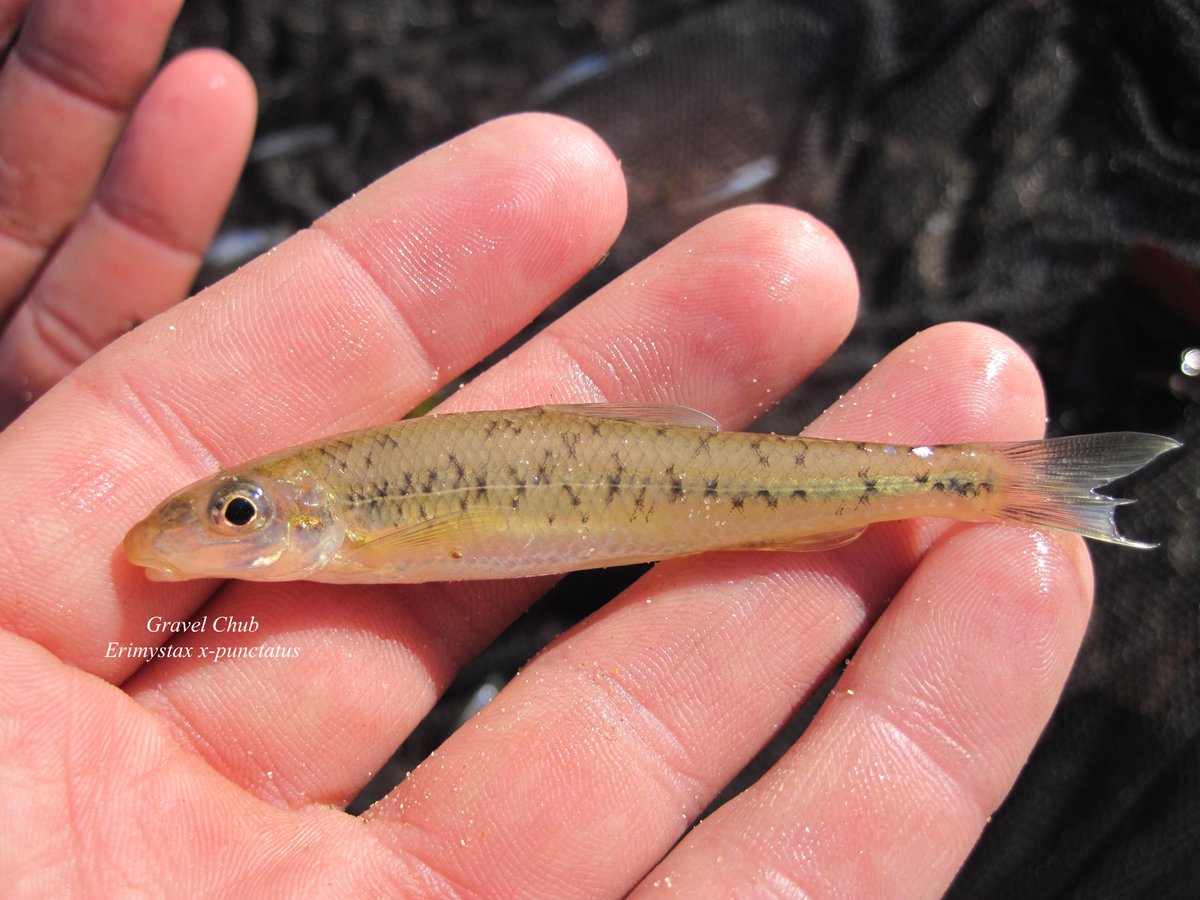 When life gives you lemons, make lemonade.

When life gives you "X"s, tweet about Gravel Chubs (Erimystax x-punctatus). 🐟🍋🐟🍋