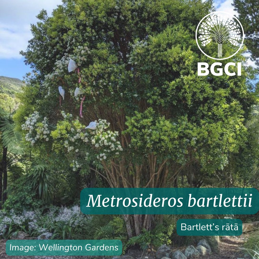 bgci's tweet image. Metrosideros bartlettii, or Bartlett’s rātā, is an endemic forest tree in New Zealand. 
It is deemed Critically Endangered by the IUCN, with a concerningly small and declining wild population. 
ow.ly/gCqS50Pkhv9 
#TuesdayTrees #TreeFacts