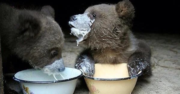 SolarBearsllbll's tweet photo. À l'aube du début des séries éliminatoires, le DG des Savage Bears Pat Provencher a mit la table pour le premier duel de son club face aux champions défendants, CAC : "La crème j'ai pas peur de ça, j'en met 2 cup chaque matin dans mon café" s'est-il exprimé @LLBLL_Hockey https://t.co/C2N0qdEsW1