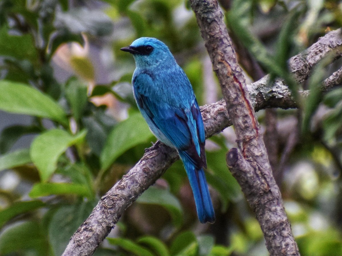 birdsofhimalaya's tweet photo. Sad that the friendly bird in the logo has been let go in favour of the lifeless x.
Here's an actual blue bird to try and make up for the loss of the cheery birdy that's been jettisoned. 

🐦Verditer Flycatcher 
📷@AkhilChandel8 

#TwitterNatureCommunity 
#IndiAves #birdwatching https://t.co/PPAKWhg1Ei