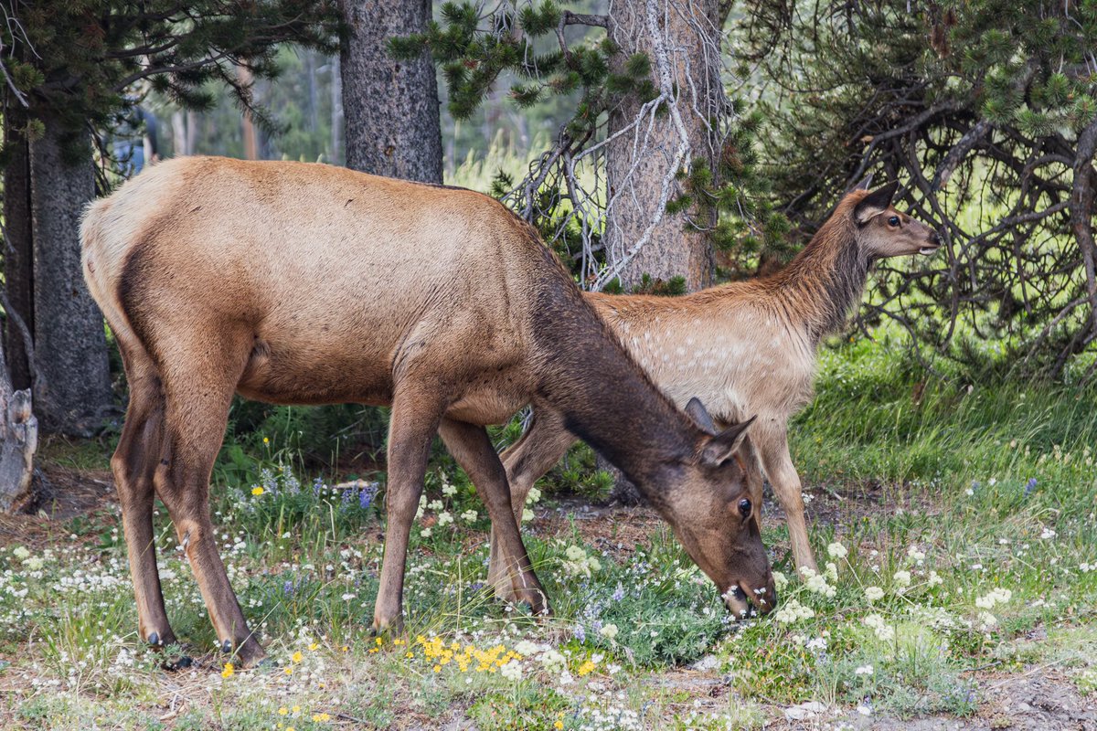 ShireyAndrew's tweet photo. Yellowstone has endless beauty throughout the entire park. https://t.co/HqD44qOvHx