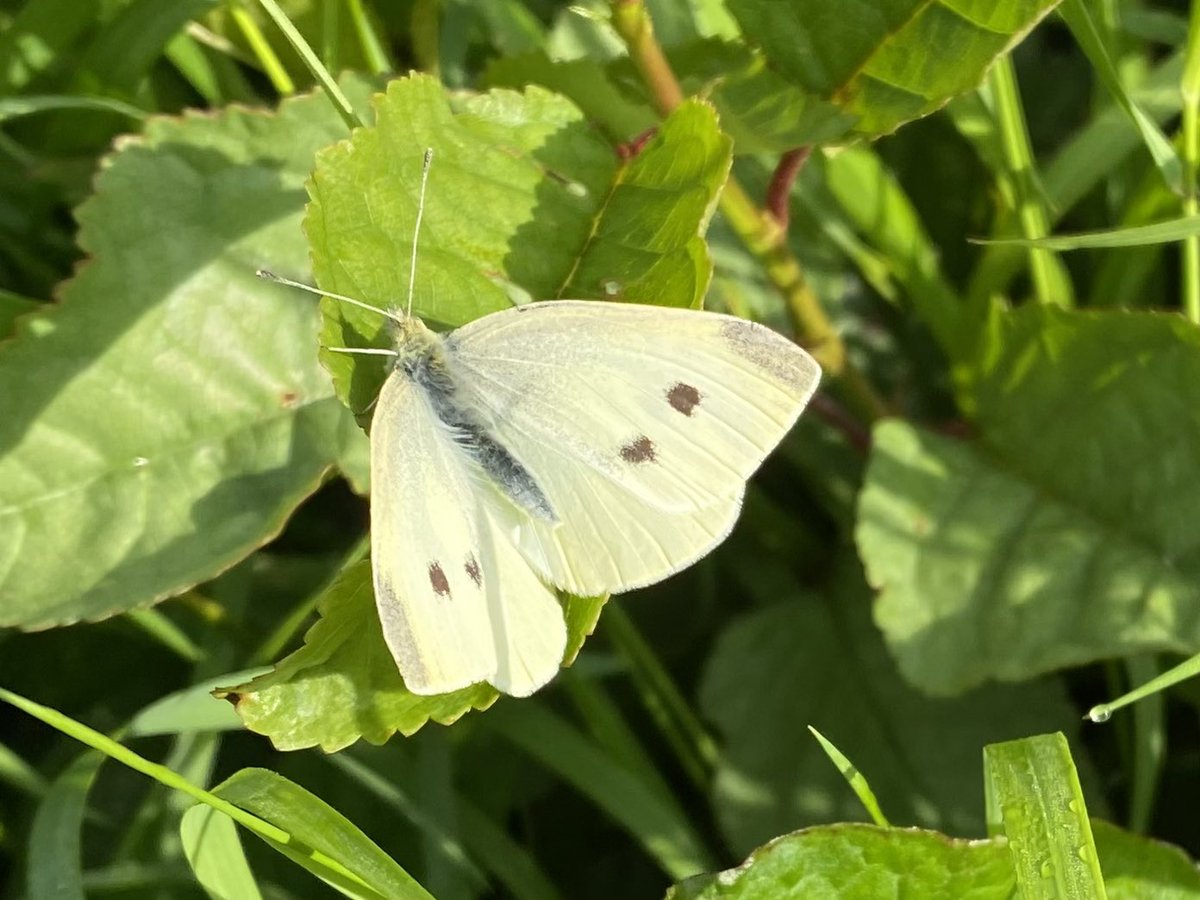 Phil Houghton (@phillpoet) on Twitter photo Earlier, today’s #BigButterflyCount included Small White & a season-worn Ringlet butterfly, along a flower-rich verge, merging into woodland edge - Eden Valley, North Lakes <a href="/savebutterflies/">Butterfly Conservation 🦋</a> Earlier, today’s #BigButterflyCount included Small White & a season-worn Ringlet butterfly, along a flower-rich verge, merging into woodland edge - Eden Valley, North Lakes <a href="/savebutterflies/">Butterfly Conservation 🦋</a>