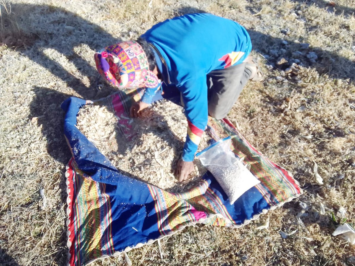 SenasagBolivia's tweet photo. #Potosí
💯⚙️SENASAG, a través del Proyecto #GranosAndinos, realizó la toma de muestras de #Tarwi para el envío a laboratorio, de las comunidades de #Huaylloma y #Lyrioni del municipio de #San_Pedro_de_Buena_Vista y la comunidad de #Llallaguani en el municipio de #Acasio. https://t.co/eVnwmqO3dR