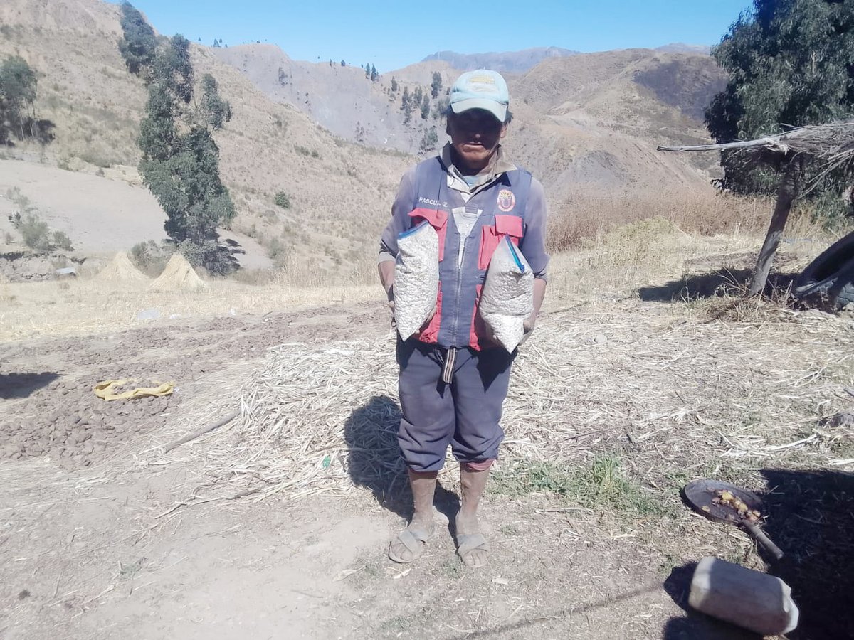 SenasagBolivia's tweet photo. #Potosí
💯⚙️SENASAG, a través del Proyecto #GranosAndinos, realizó la toma de muestras de #Tarwi para el envío a laboratorio, de las comunidades de #Huaylloma y #Lyrioni del municipio de #San_Pedro_de_Buena_Vista y la comunidad de #Llallaguani en el municipio de #Acasio. https://t.co/eVnwmqO3dR