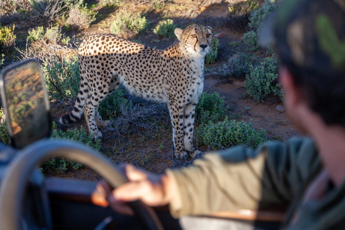#CapeTownSafari 20% off 🔥 on Big 5 safaris until the end of August at Inverdoorn Private Game Reserve, 2.5 hrs from Cape Town 🐘 inverdoorn.com