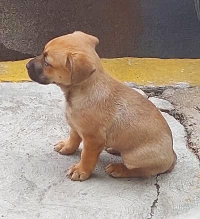 Nunca dejará de haber gente miserable que, sin más, abandone a un cachorro a su suerte.
Pero sigo confiando en que somos más a quienes nos importa... ayúdenme a encontrarle el hogar que merece.
Informes con su servidor.
#AdoptaNoCompres
