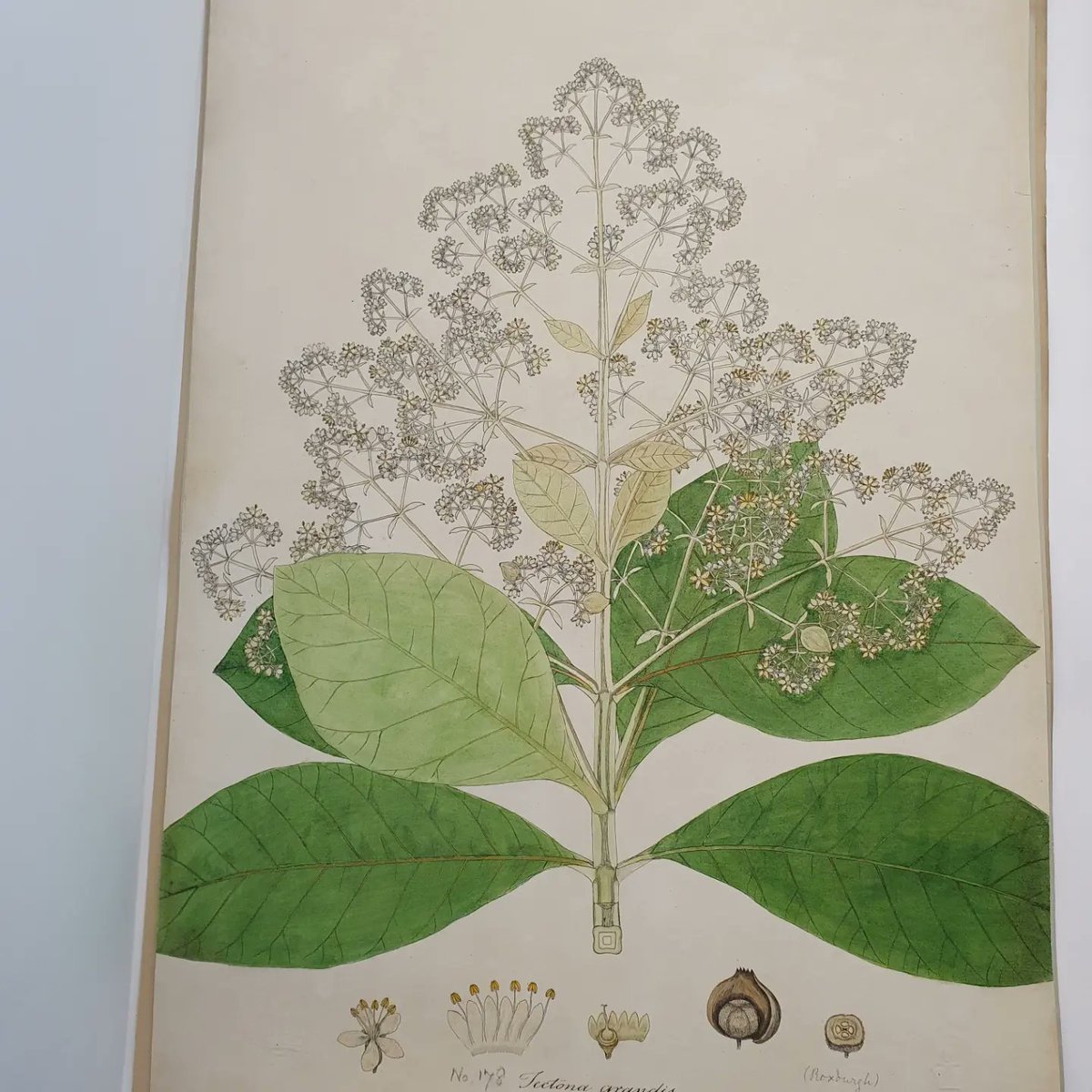 KewEditor's tweet photo. A chance to look at some fascinating and beautiful illustrations and archive materials at @Kew_LAA today with @HR_Craddock as we begin to prepare for a new exhibition in the Library Reading Room. Watch this space! #trees #deforestation #reforestation #kewscience #planthumanities https://t.co/MwNQvC7Hij