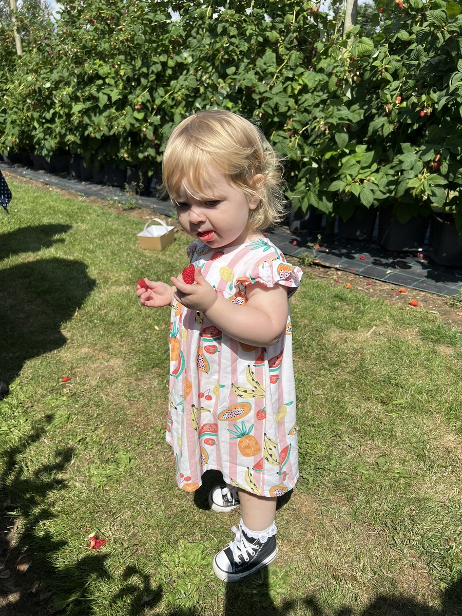 We hope you are all having a lovely summer! Penny went fruit picking today and enjoyed being in charge of quality control (taste testing the raspberries and strawberries of course) 🍓🍓