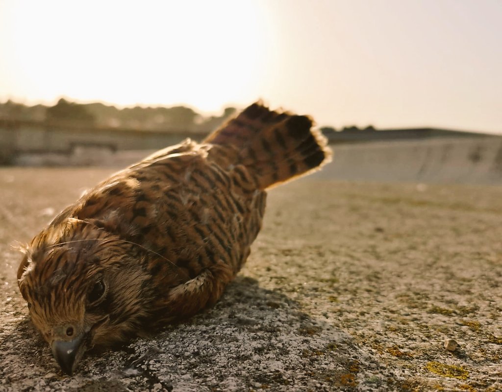 @lifefalkon (@lifefalkon) on Twitter photo SUPER HOT: is a serious concern even for warm adapted species as #lesserkestrel. Check it out in our new paper on <a href="/GlobalChangeBio/">Global Change Biology</a> leaded by <a href="/AlexCoCastro/">Alejandro CC @alecorr-castro.bsky.social</a> onlinelibrary.wiley.com/doi/full/10.11… Photo refers to Matera, 2023. Excessive T (e.g. logger from a nest) cause mass starvation of chicks. SUPER HOT: is a serious concern even for warm adapted species as #lesserkestrel. Check it out in our new paper on <a href="/GlobalChangeBio/">Global Change Biology</a> leaded by <a href="/AlexCoCastro/">Alejandro CC @alecorr-castro.bsky.social</a> onlinelibrary.wiley.com/doi/full/10.11… Photo refers to Matera, 2023. Excessive T (e.g. logger from a nest) cause mass starvation of chicks.