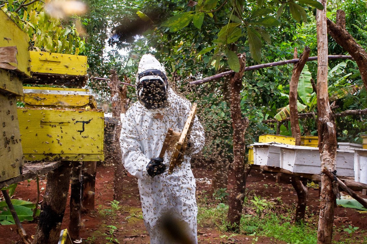 Don't worry, bee happy 🐝
#InsectsInSongsOrFilms