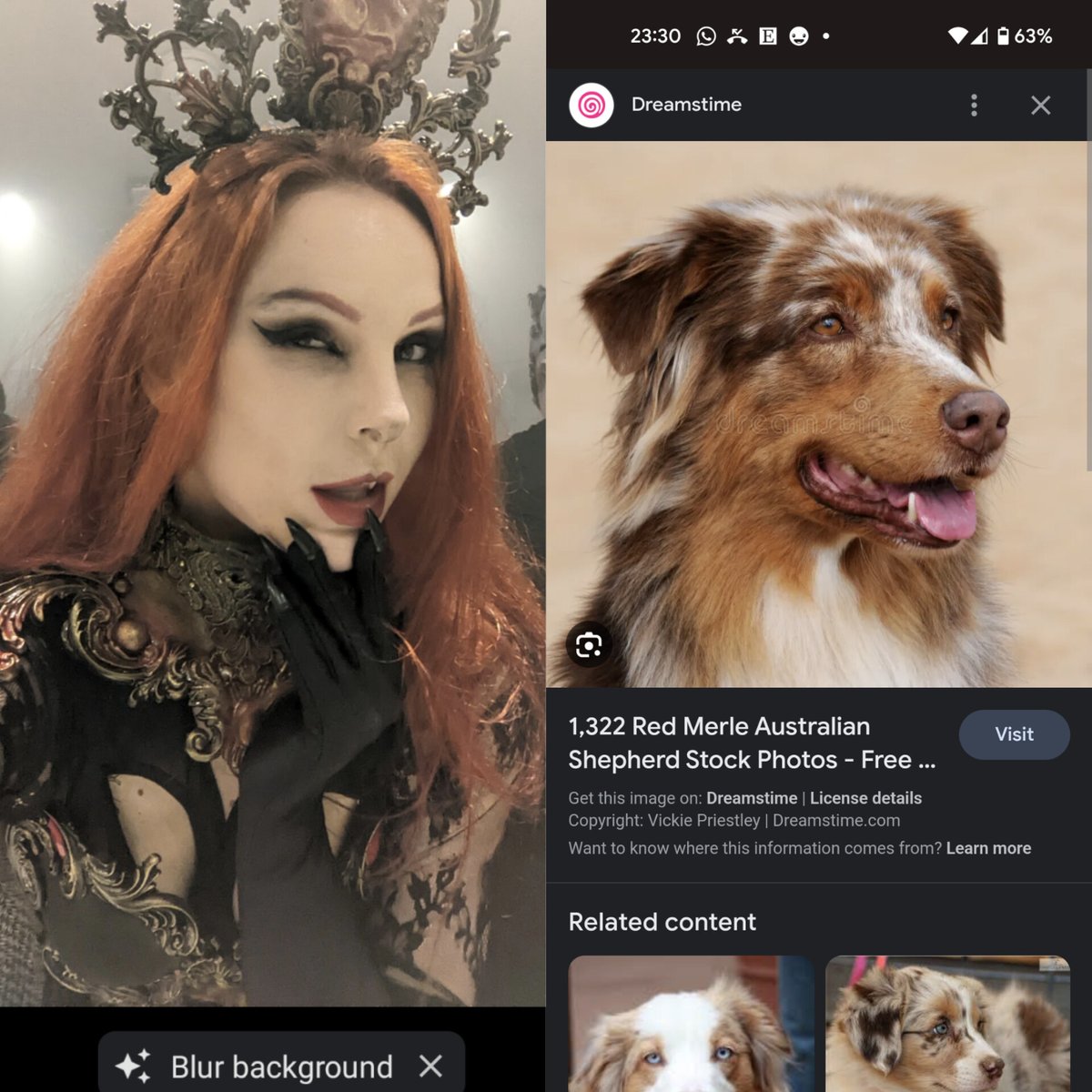 Foxie 🦊 /ˈfɒksi/ tweet media