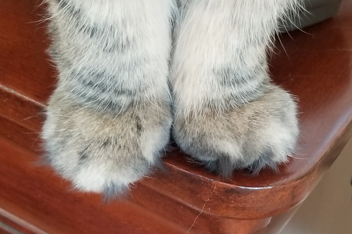 Elinor DeWire tweet media