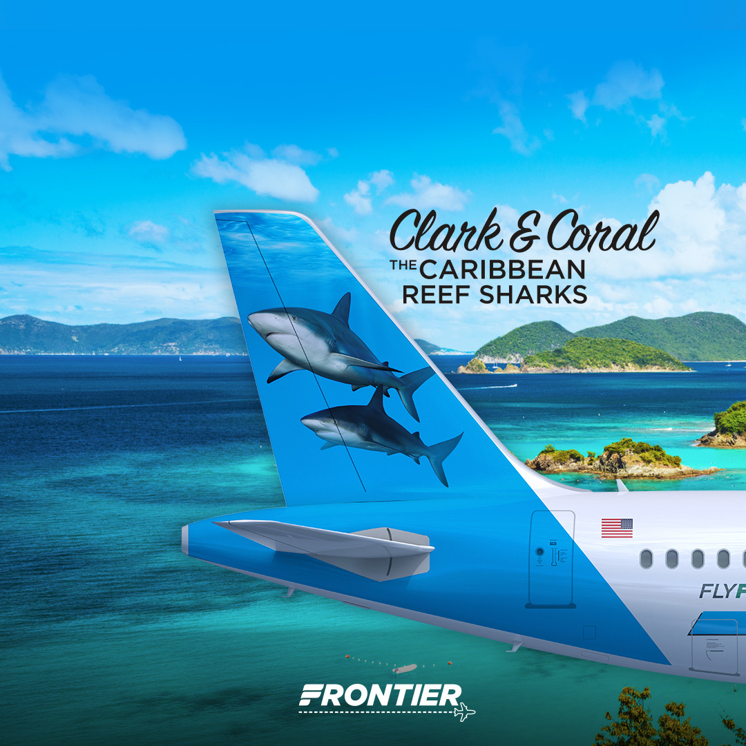 Frontier Airlines on X: Two sharks for your Tuesday. Did you know  Caribbean reef sharks are the only species of sharks that have been  observed to sleep on the ocean floor? Click