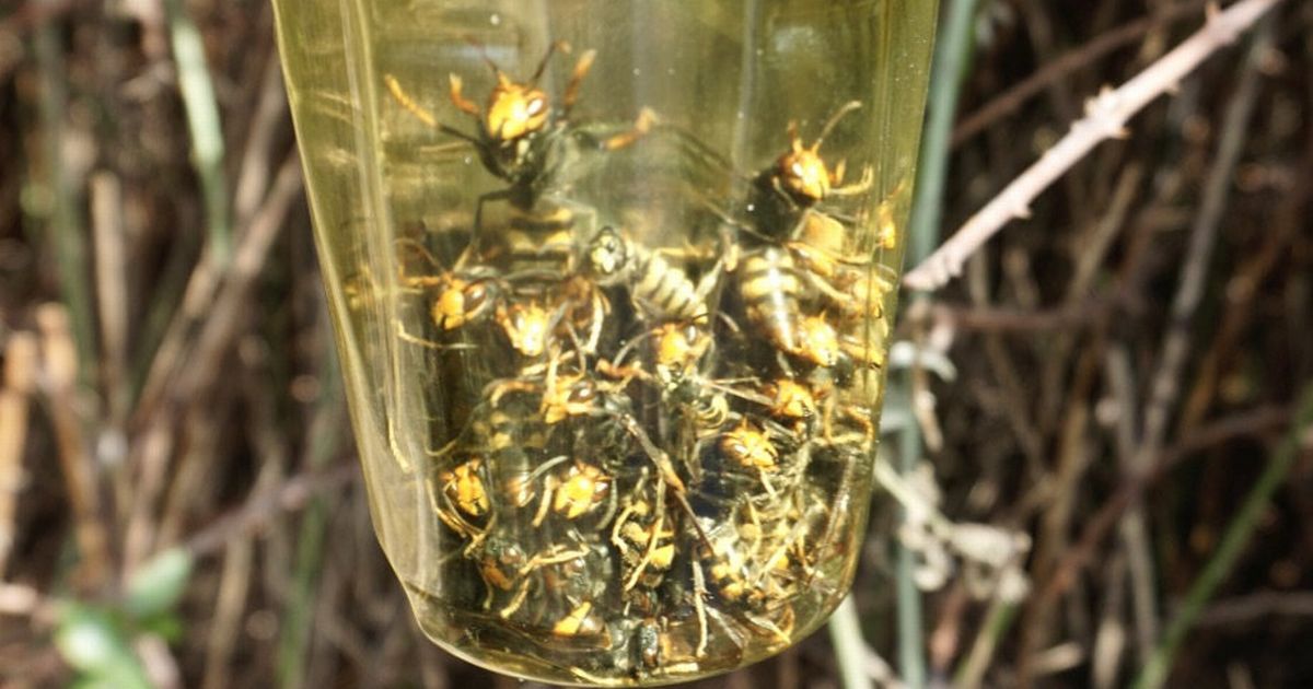 Mirror Earth tweet media