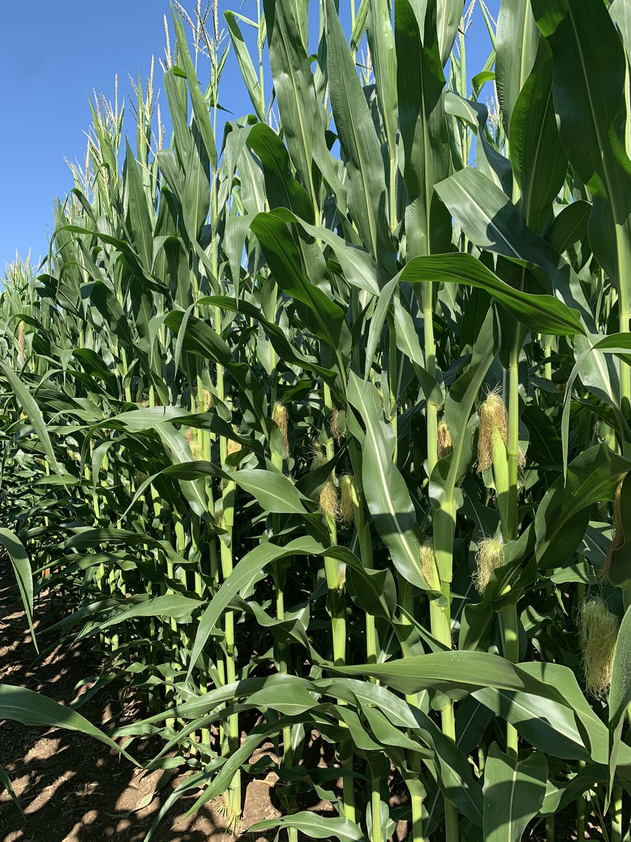 Lauren Hoonaard tweet media