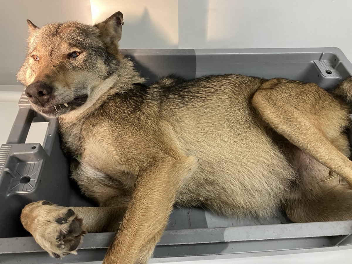Five years we studied this #wolf, gw979m, the first breeding male in >150 y in Belgium. Killed in traffic. 7 pups will have a hard time surviving. The end of an icon of nature in Belgium.