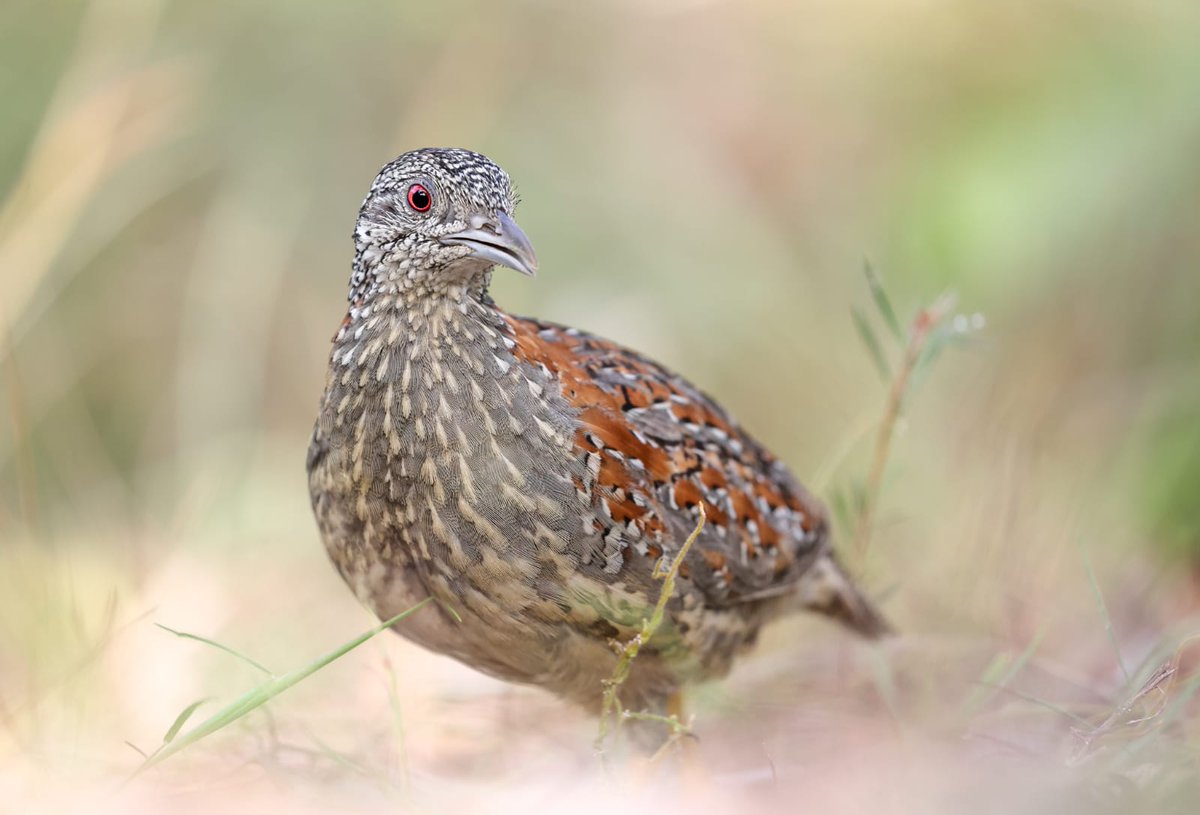 RARES Group tweet media