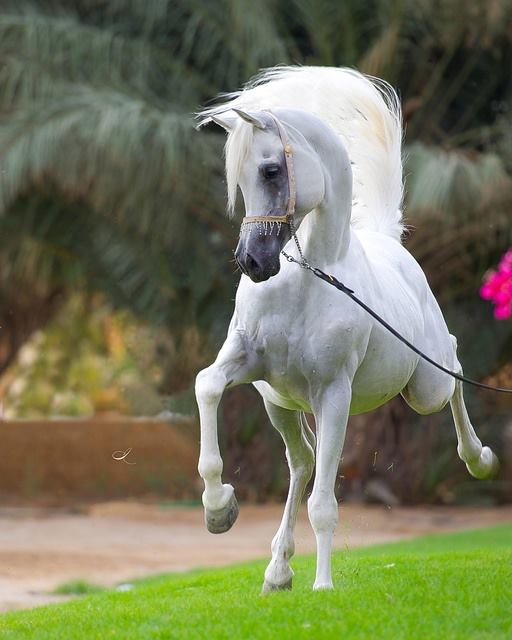 jamjoom12345141's tweet photo. @F0_Qs0 احب عسف المهرة اللي تغلى 
و احب اروض كل طرف يموقي 
و احب اسافر مع سحاب تعلى 
و احب فوق الغيم لمع البروقي https://t.co/gbs2sLGmC8