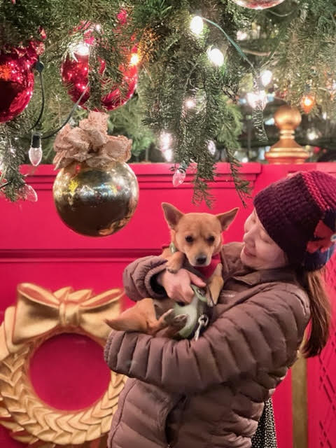 DPSRescue's tweet image. Loongji (previously Joyce) looks so very festive in these adorable photos! Her family loves having her around and Loongji couldn&apos;t imagine life without them! #DPSAlumni #ItWasAMatch