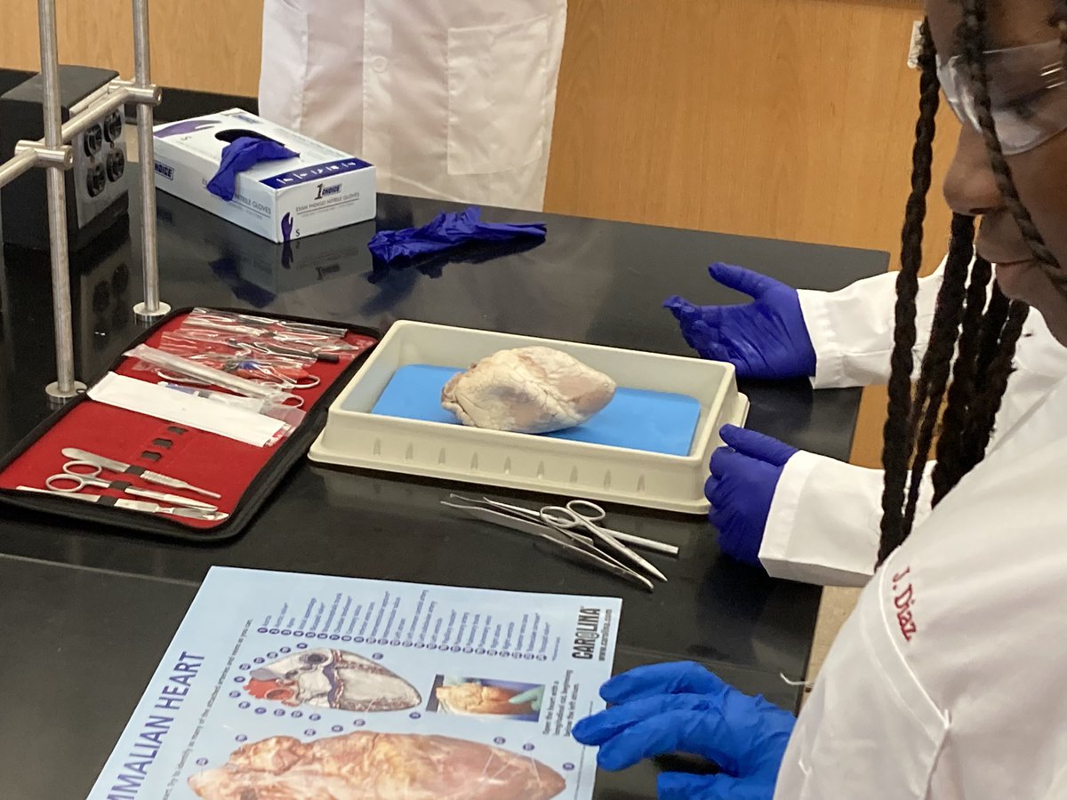 rhoste76's tweet image. Learning about the parts and function of the heart with Mr. Blass at Albright’s TExpL summer camp. Talk about connecting hearts and minds! 😁 @stoudt_stacey @ChrisTrickett24 #wilsonsd #TExpL