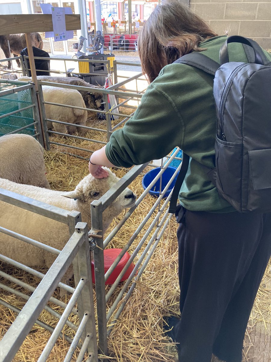 KatieRuthx's tweet photo. Got to touch sheep today. 5/5 would recommend @royalwelshshow https://t.co/lhjHPQLGPW
