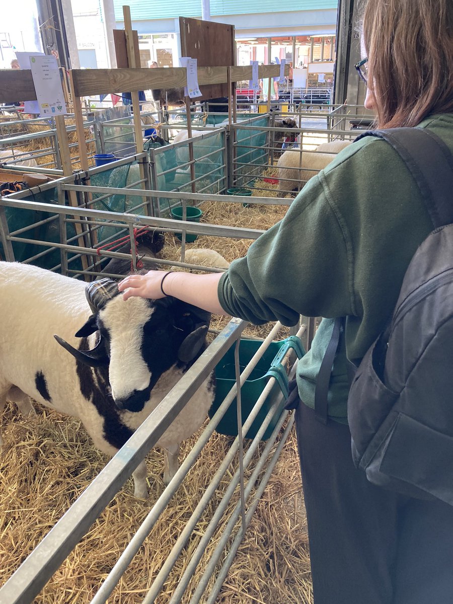 KatieRuthx's tweet photo. Got to touch sheep today. 5/5 would recommend @royalwelshshow https://t.co/lhjHPQLGPW