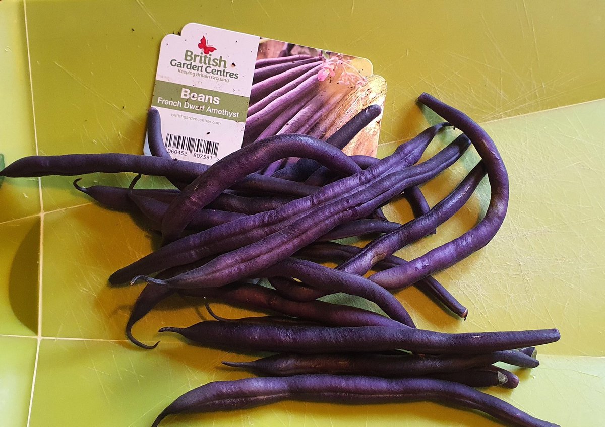 First pickings
<a href="/BGCentres/">British Garden Centres</a> Beans, French dwarf Amethyst
<a href="/LilleyMitchell/">Lilley Mitchell</a> what do you think?
As discussed on Sunday on <a href="/BBCOxford/">BBC Oxfordshire</a> 😁
Plenty more to crop and still flowering