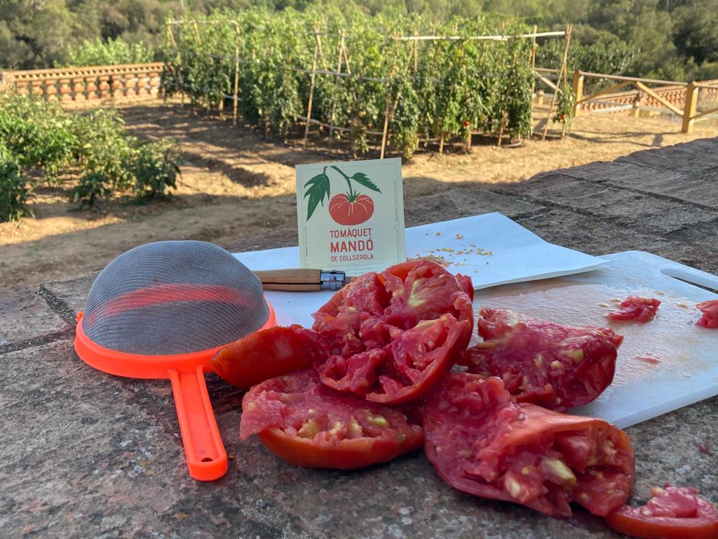 Aquesta tarda, la pagesia del Parc Natural es troba a #CanCollCEA amb un taller de collita de 🍅#tomàquetMandó i preparació de llavors per a la seva conservació, de la mà de Joan Casals, de la Fundació Miquel Agustí <a href="/FMAoficial/">Fund. Miquel Agustí</a>.
#agroecologia #agriculturaecologica #pagesia
👇