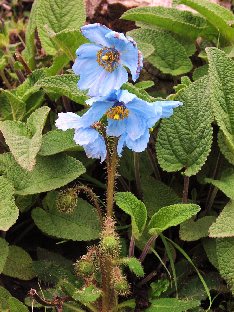 SimplyBhutan's tweet photo. The beautiful Himalayan Blue Poppy,  the national flower of Bhutan. #Bhutan #travelbhutan #travelphotography #himalayas #tuesdayvibe https://t.co/YhJBfl5taM
