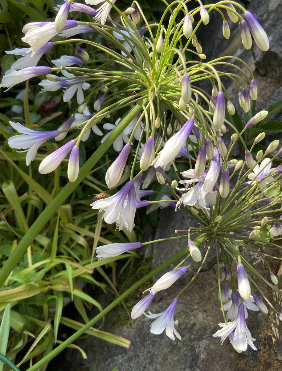 An early yet showy and confident appearance 😍