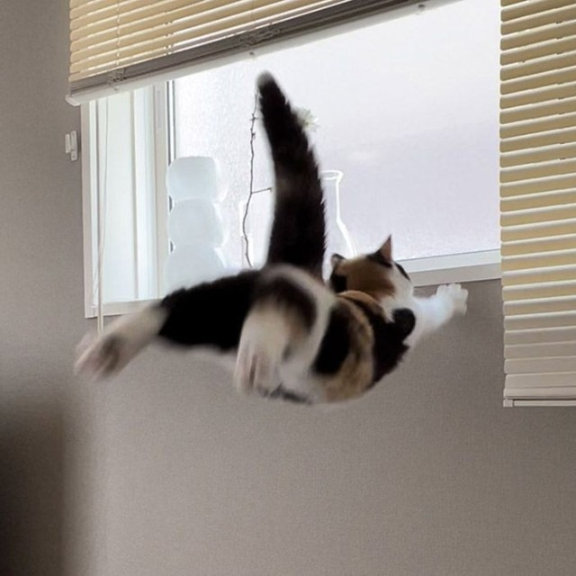 DontShowYourCat's tweet photo. NOOOOOOOOOOOOOOO https://t.co/iSTyG9ntiq