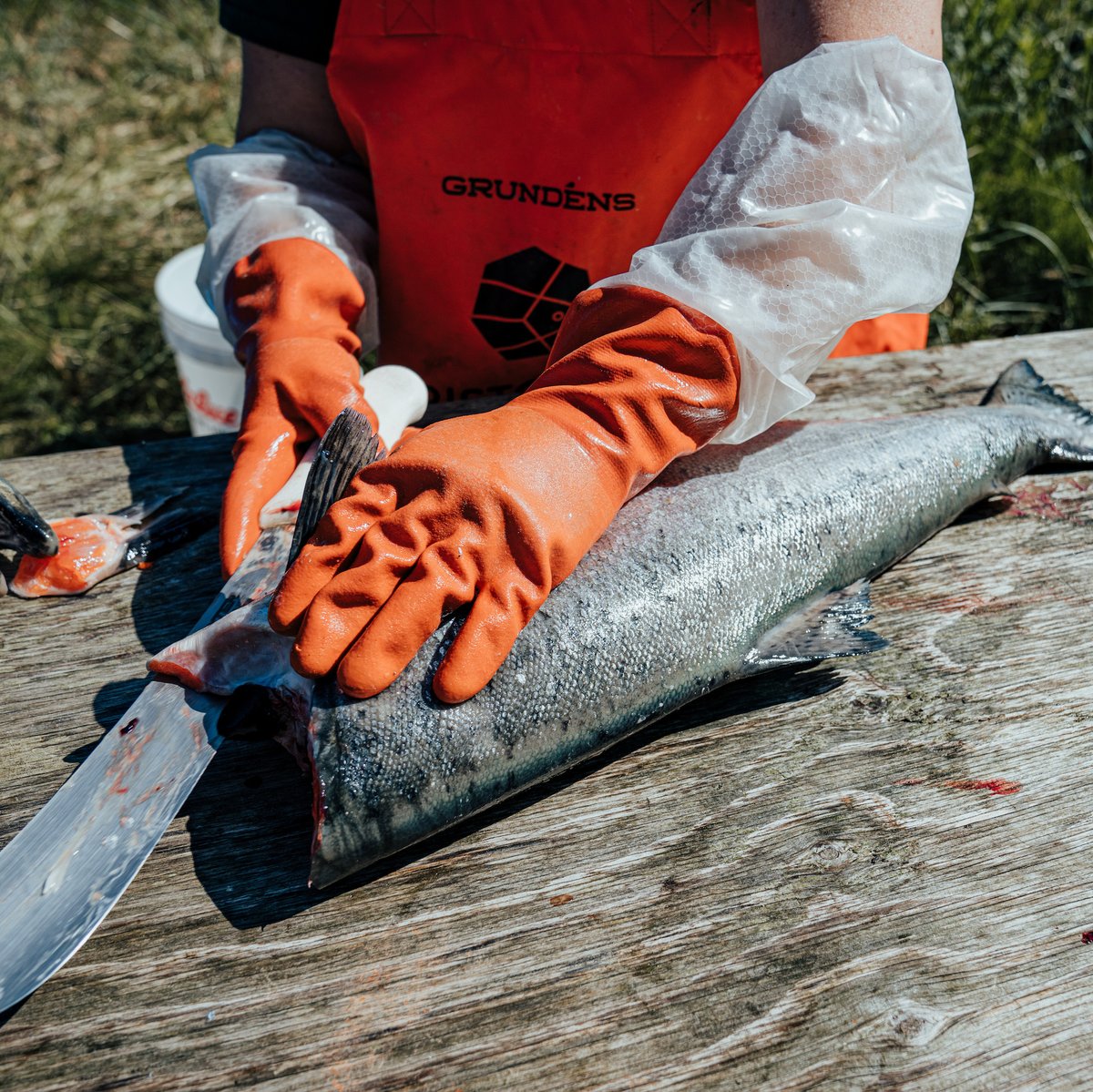 Subsistence living is deeply intertwined with #BristolBay. Tribal communities have stewarded this region for thousands of years, maintaining a balanced give and take with its lands and waters. Full protections for Bristol Bay will guarantee that this way of life can persist.