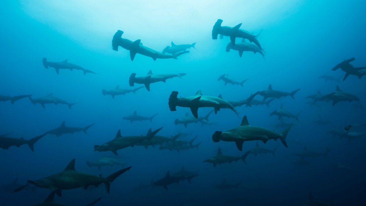 What are sharks doing while you sleep? 🦈 
This #SharkWeek dive into shark days and shark nights and see how analytics is helping researchers recognize patterns to protect hammerheads in the Galápagos Islands. #dataforgood
2.sas.com/6012PVp7G