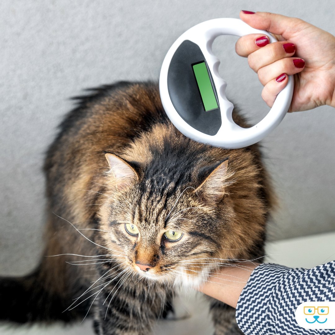 Peace of mind for you and your feline friend! Microchipping is a quick and easy procedure that could save your cat's life. Visit our website to learn more about the microchipping services we provide. 
 
#catmicrochipping #chipyourpets #catmicrochip #catcare #vetservices