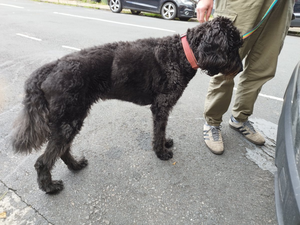 ZebedeeZebedog's tweet photo. Sad to report that Zebedee passed away peacefully today (25 July 2023) after a short battle with cancer. Rest in peace, you beautiful gentle loving beast. We will miss you. https://t.co/els2ttfsV5