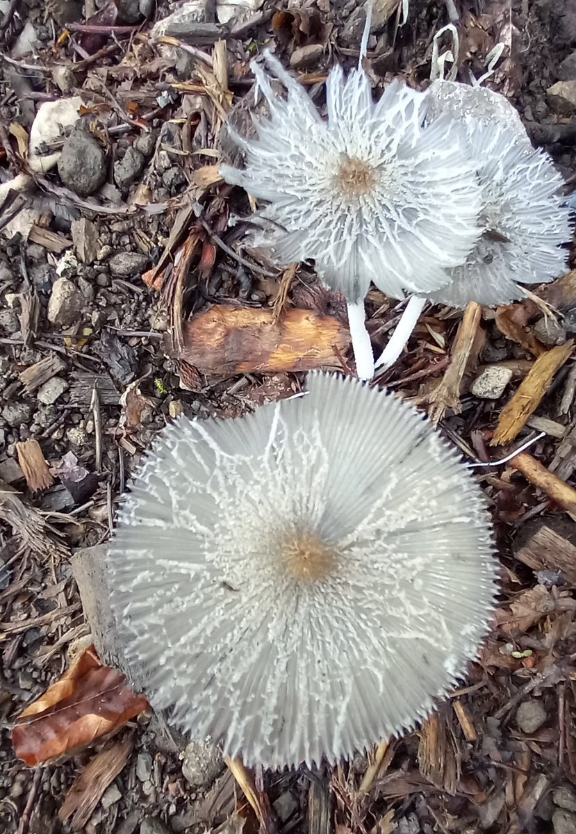 My fungi and me
I suppose
We belong collectively
As a one 
With the world...
I sit on its cap
Longingly loving the landscape
The sighs in my eyes
Rest upon the wishes passing by
A dance of dandelion seeds
In a ballerina procession 
A natural meditation celebration
#atreyasverse https://t.co/Zgm7z6bA9e