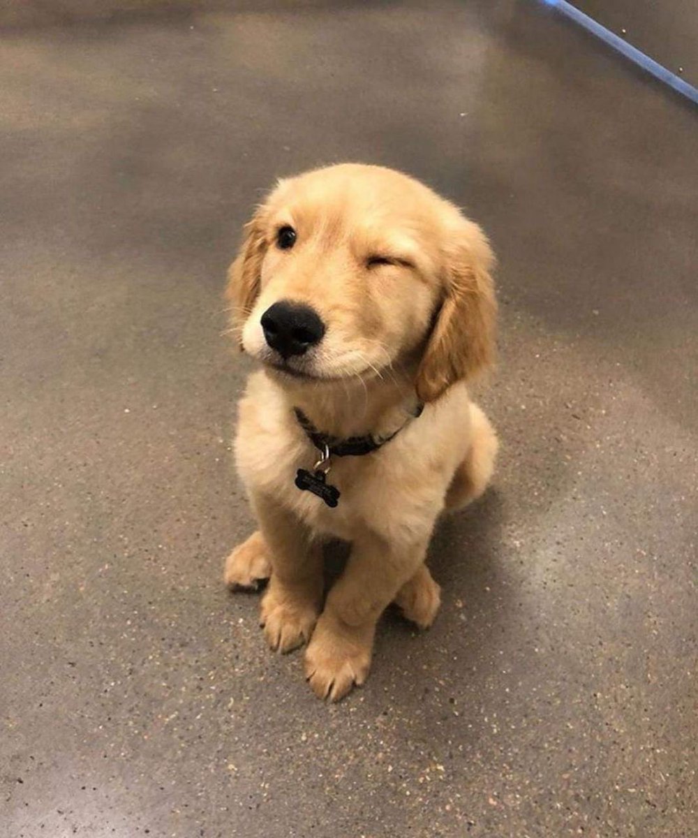 💖 (@twaniimals) on Twitter photo 