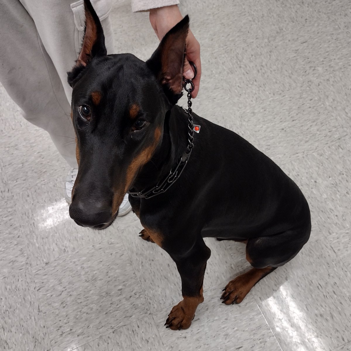 centrecodogs's tweet photo. Thanks, Momo, for contributing to dog science! https://t.co/efQ5YhSnvd