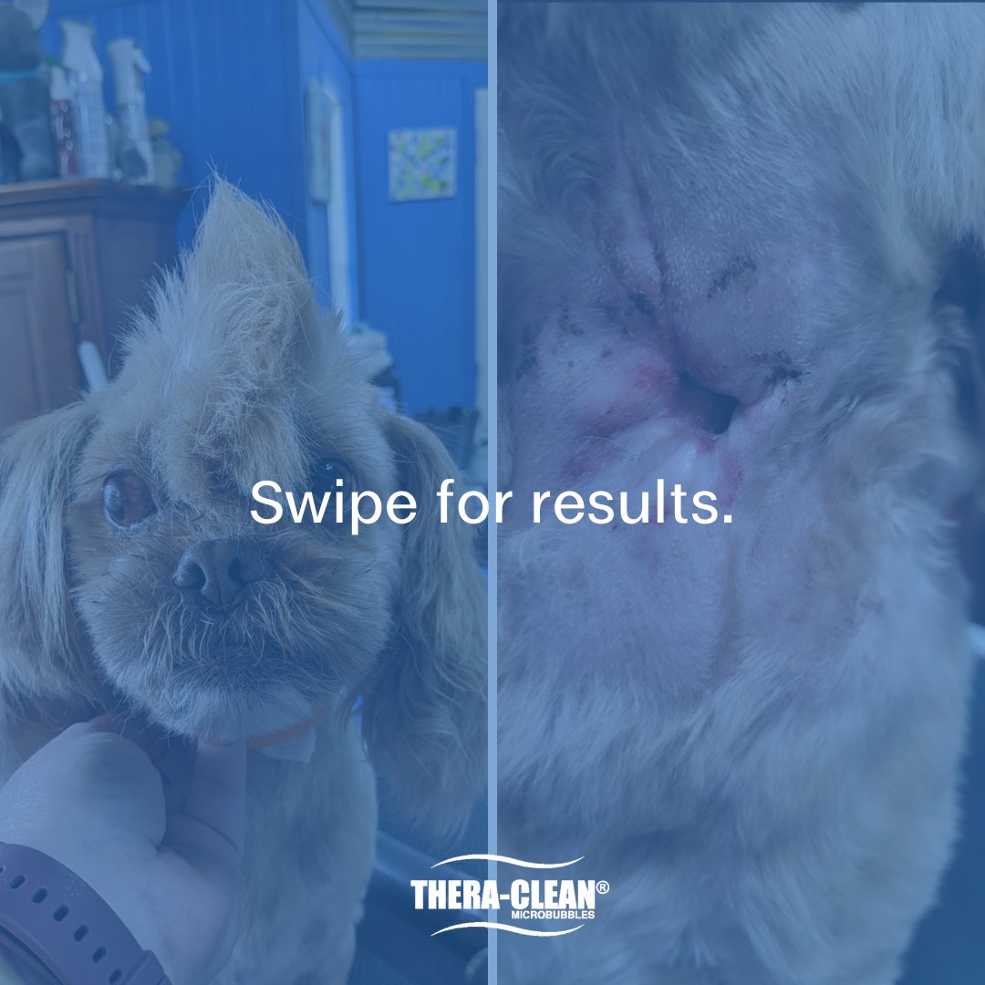 TheraCleanInc's tweet photo. Chuckie was attacked by another dog and suffered a puncture wound in his neck. The staff at Darwin's Grooming Palace in Weatherford, TX gave him Microbubble baths and the wound closed with the skin repairing itself. Now, Chuckie's fully recovered and is back to his normal self! https://t.co/w8jVZSbRXb