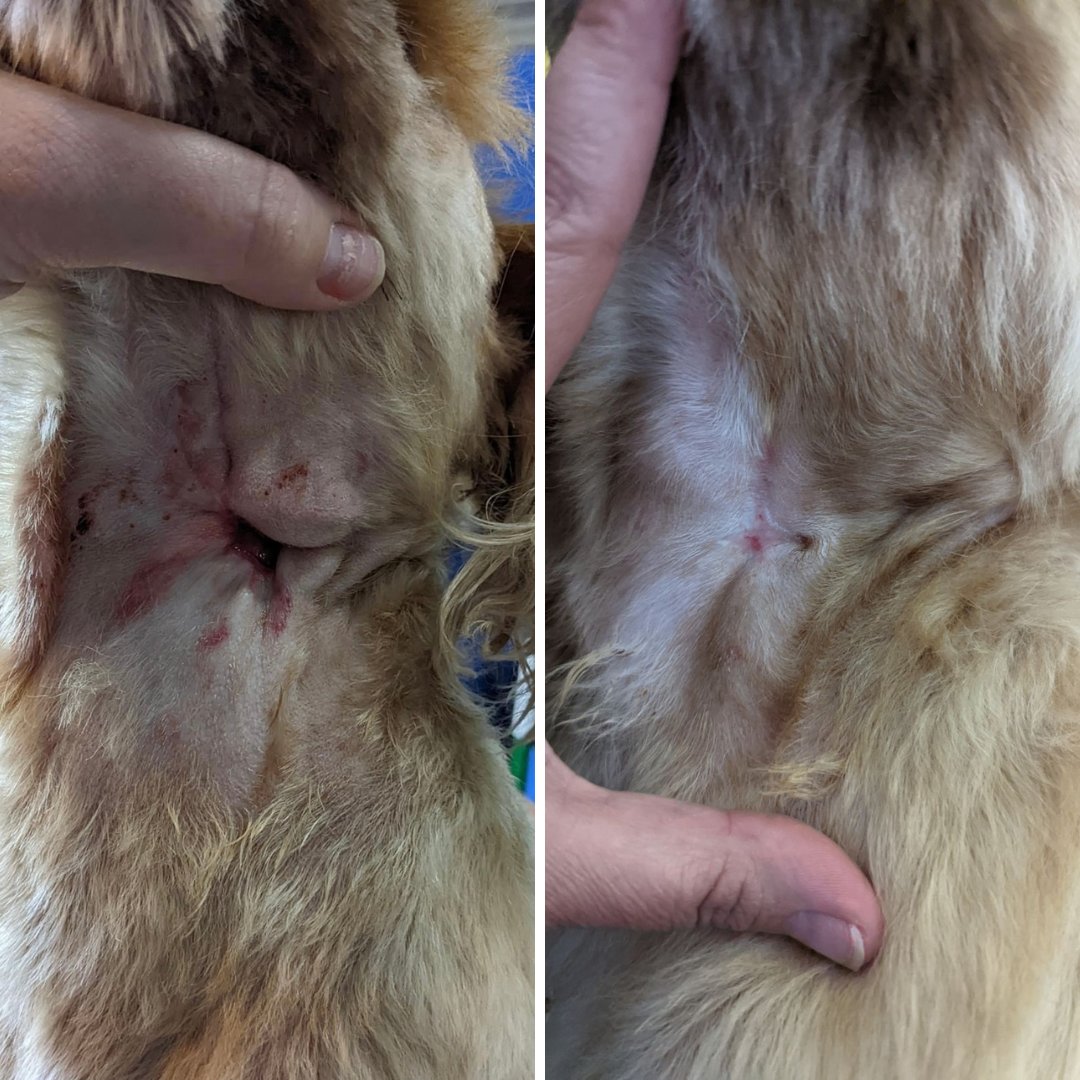 TheraCleanInc's tweet photo. Chuckie was attacked by another dog and suffered a puncture wound in his neck. The staff at Darwin's Grooming Palace in Weatherford, TX gave him Microbubble baths and the wound closed with the skin repairing itself. Now, Chuckie's fully recovered and is back to his normal self! https://t.co/w8jVZSbRXb