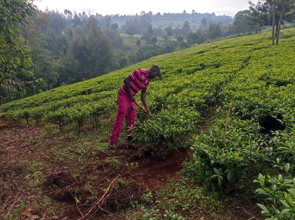 Sinonin Food Innovations LTD 🇰🇪 tweet media