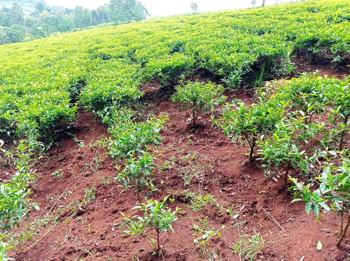 Sinonin Food Innovations LTD 🇰🇪 tweet media