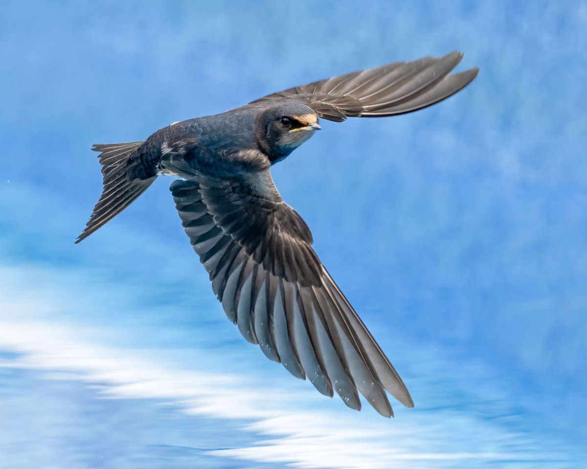 Mart_the_Gooner's tweet photo. A young swallow making a low pass over a swimming pool #SaveOurSwallows https://t.co/3oEeG9IH5G