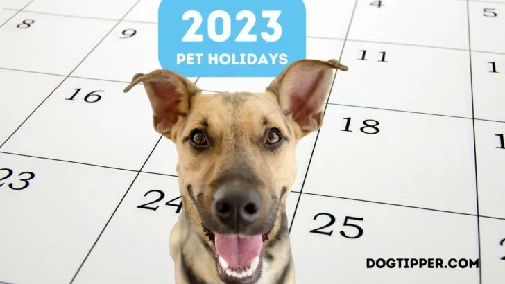 August is only one week away! Be sure to mark your calendar for Give A Dog A Bone Week, National Spoil Your Dog Day, National Check the Chip Day, Saint Roch's Day (the patron saint of dogs), International Homeless Animals Day, National Dog Day, and more! https://t.co/qEtFzQT22j https://t.co/HJA07ghDxm